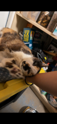 Lost Female Cat last seen Near & Davie road ext, Hollywood, FL 33024