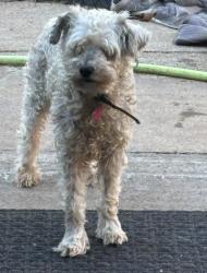 Lost Male Dog last seen Reaves St, Booker T Washington St,  S 3rd St, , Conroe, TX 77301