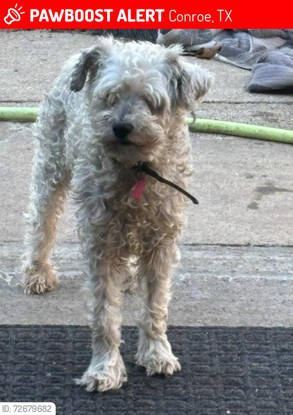 Lost Male Dog last seen Reaves St, Booker T Washington St,  S 3rd St, , Conroe, TX 77301