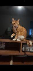 Lost Male Cat last seen Ashgrove,woodgrove,columbus st, Grove City, OH 43123