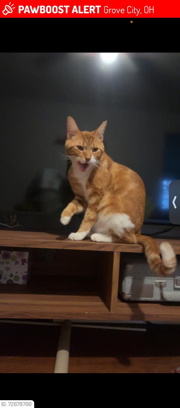Lost Male Cat last seen Ashgrove,woodgrove,columbus st, Grove City, OH 43123