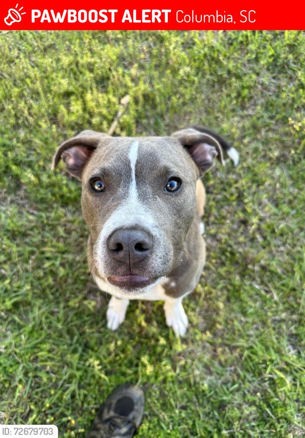 Lost Male Dog last seen Etiwan avenue - taken by family member, Columbia, SC 29205