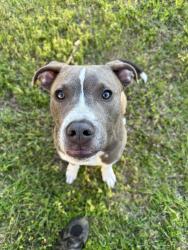 Lost Male Dog last seen Etiwan avenue - taken by family member, Columbia, SC 29205