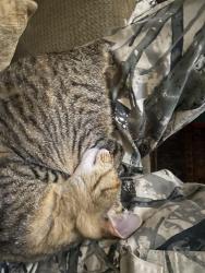 Lost Female Cat last seen Ridgcrest , Columbus, GA 31904