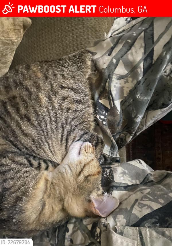 Lost Female Cat last seen Ridgcrest , Columbus, GA 31904