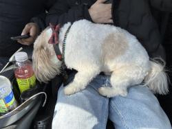 Found/Stray Unknown Dog last seen Harlem , Matteson, IL 60443