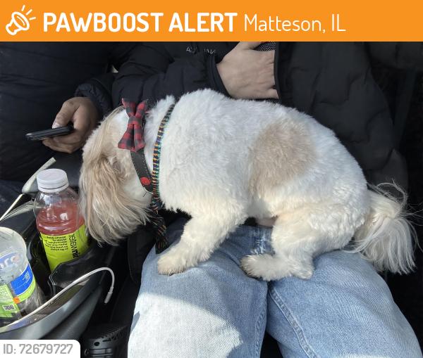 Found/Stray Unknown Dog last seen Harlem , Matteson, IL 60443