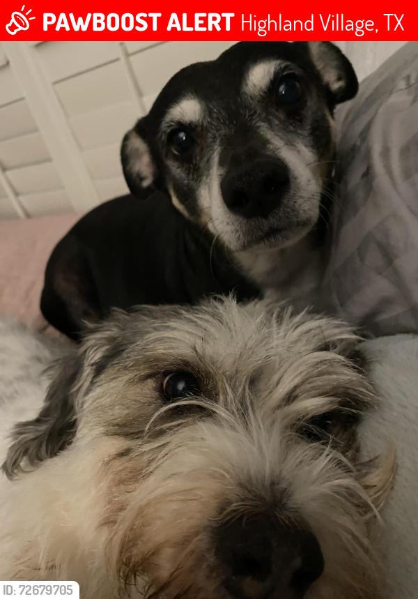 Lost Male Dog last seen Rosedale - highland village Texas, Highland Village, TX 75077