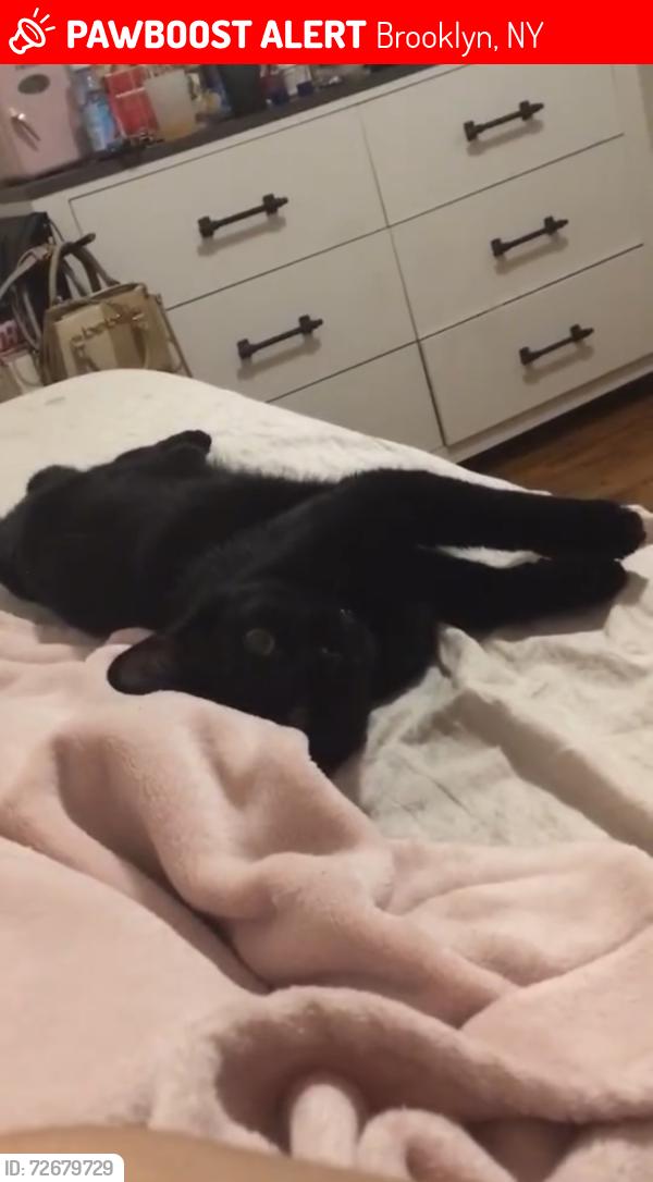 Lost Male Cat last seen Near New York ave , Brooklyn, NY 11210