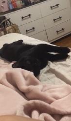 Lost Male Cat last seen Near New York ave , Brooklyn, NY 11210