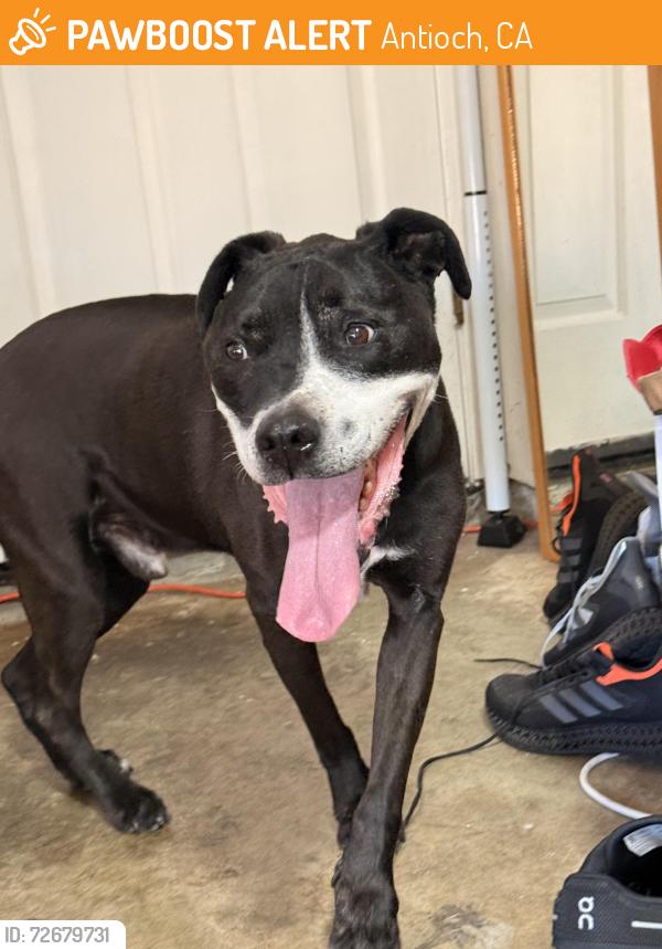 Found/Stray Male Dog last seen Equestrian Way and Prewett Ranch, Antioch, CA 94531