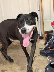 Found/Stray Male Dog last seen Equestrian Way and Prewett Ranch, Antioch, CA 94531