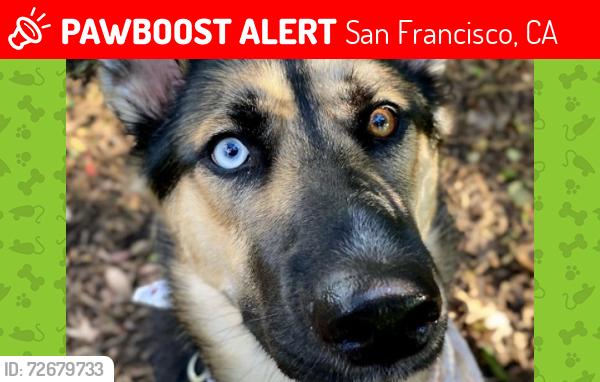 Lost Male Dog last seen 6th Street and Mission Street, San Francisco, CA 94103