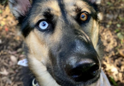 Lost Male Dog last seen 6th Street and Mission Street, San Francisco, CA 94103