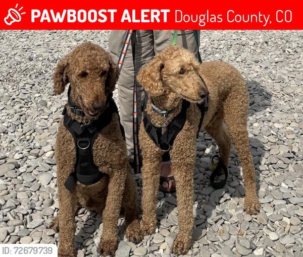 Lost Male Dog last seen Ponderosa and Antelope , Douglas County, CO 80138