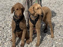 Lost Male Dog last seen Ponderosa and Antelope , Douglas County, CO 80138