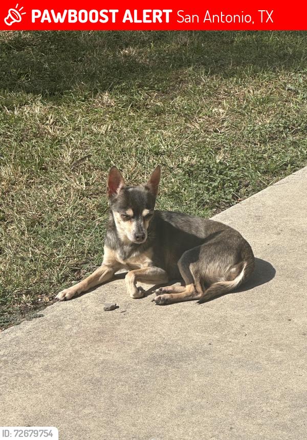 Lost Female Dog last seen Diadem lane, San Antonio, TX 78219