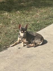Lost Female Dog last seen Diadem lane, San Antonio, TX 78219