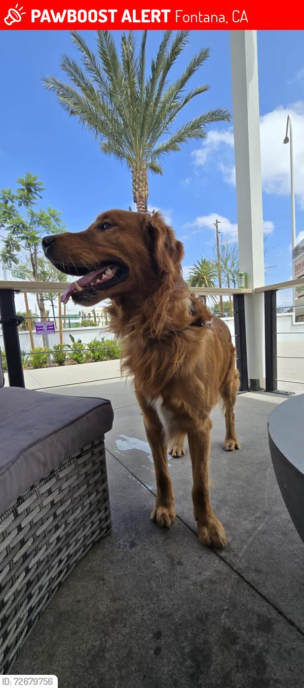 Lost Male Dog last seen By superior in Fontana , Fontana, CA 92336