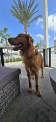 Lost Male Dog last seen By superior in Fontana , Fontana, CA 92336