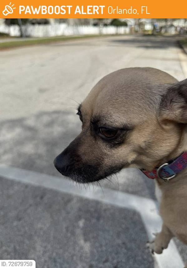 Found/Stray Female Dog last seen Mattress outlet and apmt complex, Orlando, FL 32804