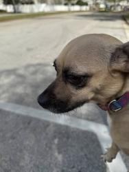 Found/Stray Female Dog last seen Mattress outlet and apmt complex, Orlando, FL 32804