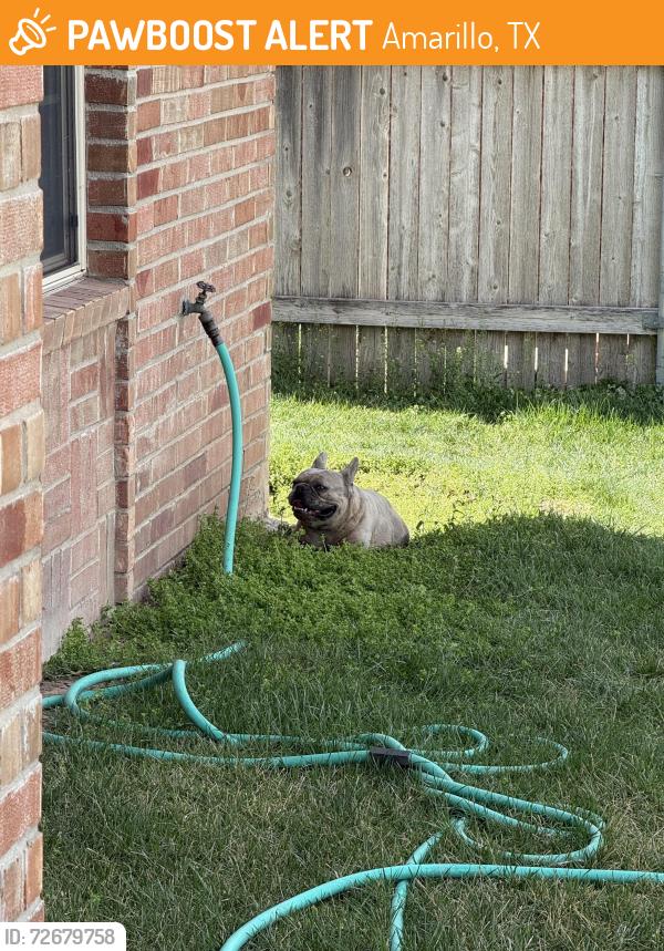 Found/Stray Unknown Dog last seen Fannin and 59th Ave , Amarillo, TX 79118