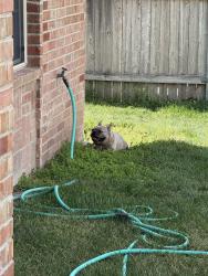 Found/Stray Unknown Dog last seen Fannin and 59th Ave , Amarillo, TX 79118