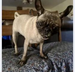 Found/Stray Female Dog last seen Tumbleweed & Palomino ONTARIO RANCH CA, Ontario, CA 91761