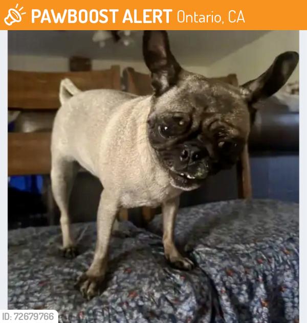 Found/Stray Female Dog last seen Tumbleweed & Palomino ONTARIO RANCH CA, Ontario, CA 91761
