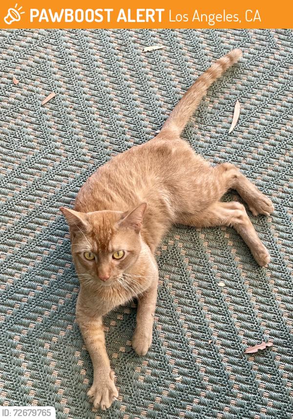 Found/Stray Unknown Cat last seen Highland and Franklin , Los Angeles, CA 90068