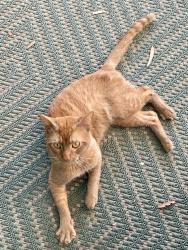 Found/Stray Unknown Cat last seen Highland and Franklin , Los Angeles, CA 90068