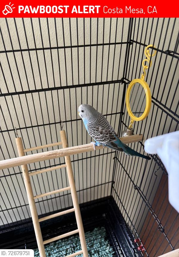 Lost Male Bird last seen Harbor and Costa Mesa Dr. E, Costa Mesa, CA 92626