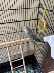 Lost Male Bird last seen Harbor and Costa Mesa Dr. E, Costa Mesa, CA 92626