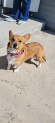 Found/Stray Female Dog last seen Red Cross , Boise, ID 83704