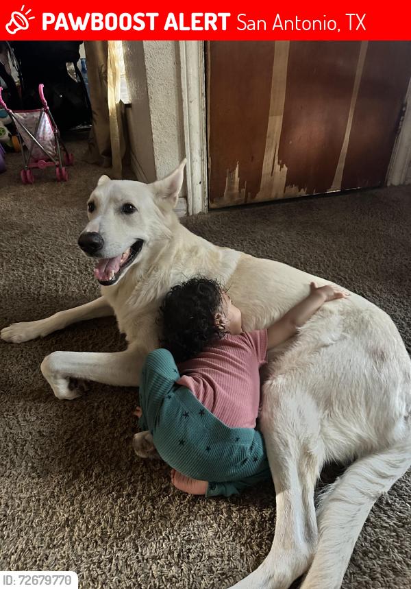Lost Male Dog last seen Adam’s elementary school, San Antonio, TX 78214