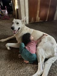 Lost Male Dog last seen Adam’s elementary school, San Antonio, TX 78214