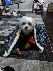 Lost Male Dog last seen Torrence grove church rd, Charlotte, NC 28213