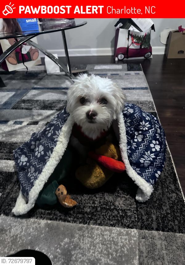 Lost Male Dog last seen Torrence grove church rd, Charlotte, NC 28213