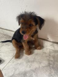 Lost Male Dog last seen Rua sena Vasconcelos 498, Cidade Jardim Marajoara, RJ 26413-140