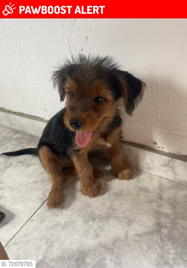 Lost Male Dog last seen Rua sena Vasconcelos 498, Cidade Jardim Marajoara, RJ 26413-140