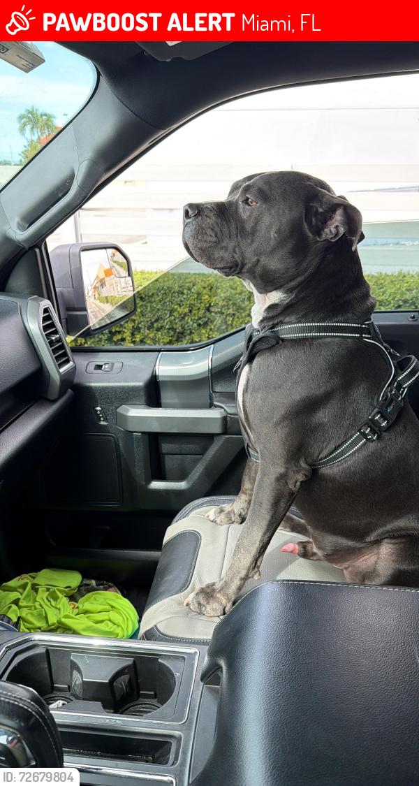 Lost Male Dog last seen Near nw 5th st 33125, Miami, FL 33125