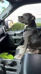 Lost Male Dog last seen Near nw 5th st 33125, Miami, FL 33125