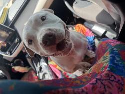 Found/Stray Male Dog last seen At the corrner of hlen haven and Teressa, San Antonio, TX 78239