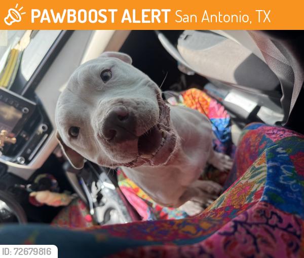 Found/Stray Male Dog last seen At the corrner of hlen haven and Teressa, San Antonio, TX 78239