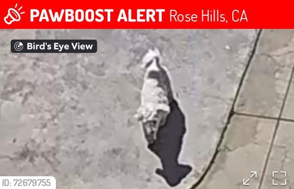 Lost Male Dog last seen Near workman mil rd Whittier , Rose Hills, CA 90601