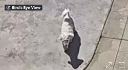 Lost Male Dog last seen Near workman mil rd Whittier , Rose Hills, CA 90601