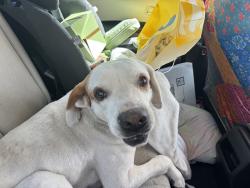 Found/Stray Female Dog last seen at the corner of glen haven and Teressa, San Antonio, TX 78239