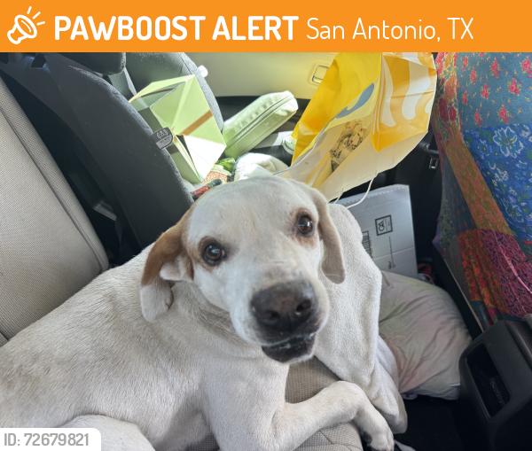 Found/Stray Female Dog last seen at the corner of glen haven and Teressa, San Antonio, TX 78239