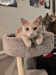 Lost Male Cat last seen queens park , Pasadena, TX 77506